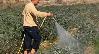 Omar Abu Zaher, a farmer from al-Qararah, washes his fava bean field after a spraying. Photo by Muhammad Sa’id, B’Tselem, 23 Jan. 2017