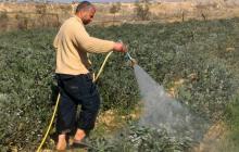 Omar Abu Zaher, a farmer from al-Qararah, washes his fava bean field after a spraying. Photo by Muhammad Sa’id, B’Tselem, 23 Jan. 2017